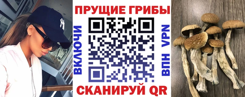 маркетплейс клад  Ленинск  Псилоцибиновые грибы Psilocybe 